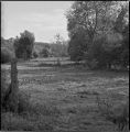 blad2.jpg