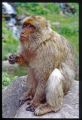 Nom du fichier=monkeyy.jpg
Taille du fichier=257Ko
Dimensions : 517x750
Ajouté le : 02 Juillet 2013 monkeyy.jpg