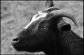 omygoat.jpg