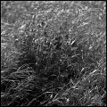 herbes.jpg