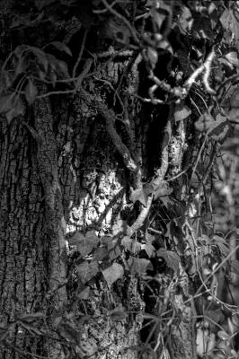 Liane Folie_02
Leica R7 -  90 Elmarit - Foma 100 - StandDev R09 60"

