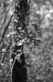 R7-90Elm-Lianes_03.jpg