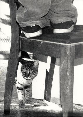 chat perché
