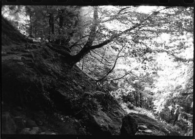 arbre de Tolkien
