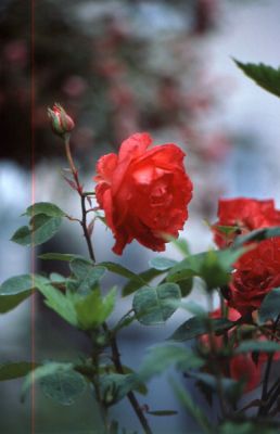 img591_petit.jpg