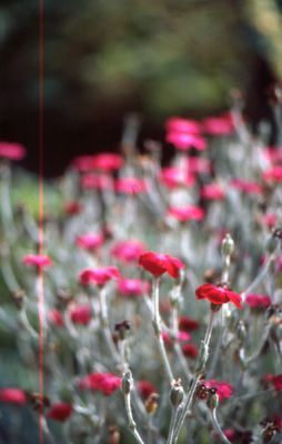img597_petit.jpg