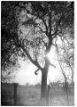 Arbor.jpg