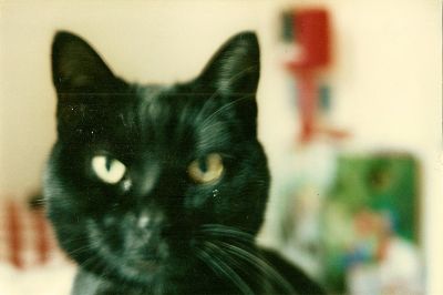 Spleen, le chat.
