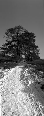 Fagne de Berinzenne en hiver
Horizon 202 - f: 8 à 1/125
Rollei Retro 80s dans du Rodinal 1+50 pendant 14' à 20°C
Mots-clés: Fagne berinzenne horizon 202