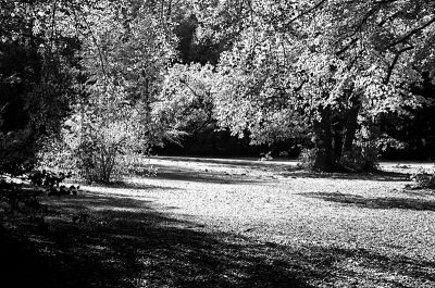 Jardin anglais de Eulbach
Leica M6 + Summaron 35mm
Rollei Retro 80s / Rodinal 1+50 (15'30" à 18,5°C
Mots-clés: parcs automne