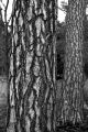 Leica-R6-072.jpg
