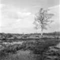 Mamiya-C220-004-print.jpg