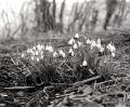 Mamiya-rb67-010-print.jpg