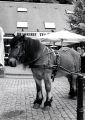 Voigtlander_bessa_II-005.jpg