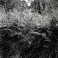 Yashica_mat-124g-009.jpg