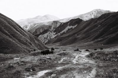Vaches aux alpages
