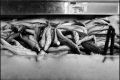 Poissons_P@dh_recadrés.jpg