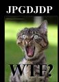 WTFcat.png