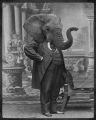 tete-animal-corp-humain-01.jpg