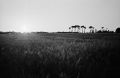 Crépuscule_(800x522).jpg
