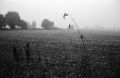 Matin_frileux_(800x525).jpg