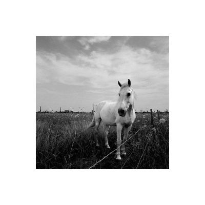 Cheval_aigues_mortes_foma100@100_Xtol_1+1_Film2_006_35mm.jpg