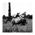 Nom du fichier=Cheval_aigues_mortes_foma100@100_Xtol_1+1_012.jpg
Taille du fichier=227Ko
Dimensions : 700x700
Ajouté le : 20 Juillet 2012 Cheval_aigues_mortes_foma100@100_Xtol_1+1_012.jpg