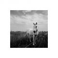 Nom du fichier=Cheval_aigues_mortes_foma100@100_Xtol_1+1_Film2_006_35mm.jpg
Taille du fichier=61Ko
Dimensions : 800x800
Ajouté le : 23 Juillet 2012 Cheval_aigues_mortes_foma100@100_Xtol_1+1_Film2_006_35mm.jpg