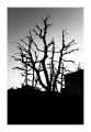 Hotel_de_ville_OM4_triX_02.jpg
