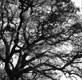 arbre.jpg