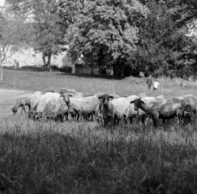 Les moutons
Mots-clés: mamiya C3
