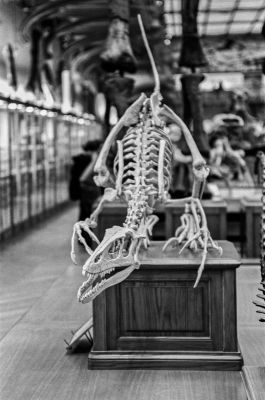 Le Vélociraptor 
Mots-clés: Nikon F4S