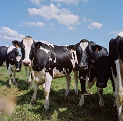 Les vaches
Mots-clés: mamiya C3