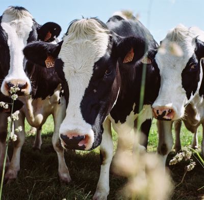 les vaches
Mots-clés: mamiya C3