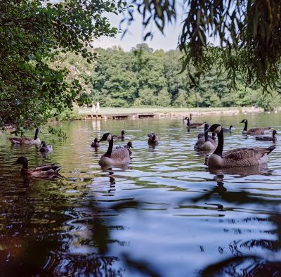 Des canards
Mots-clés: mamiya C3