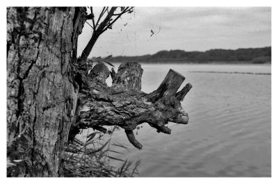 Le bord d'étang de St Quentin
NIKON F90 35/70 F/3.3
RETRO 100 AGFA
Mots-clés: nikon F90 REFLEX 
