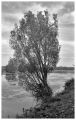 Arbre_d_étang~0.jpg