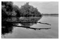arbre_4.jpg
