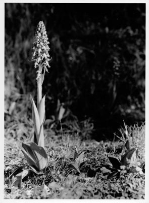 Orchidée_B_800_new.jpg
