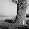 2016_001_TMax_100_Semflex_12_inv_800.jpg