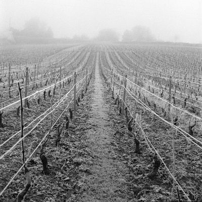 Meix au Roy
Brumes sur les vignes de la Côte Chalonnaise.


Mots-clés: vigne brume bronica 