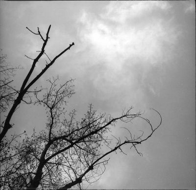 Arbre et ciel
