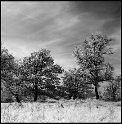 Arbres IR
Rollei IR 400 @400 iso
D76 1+1
Hasselblad et 80mm
