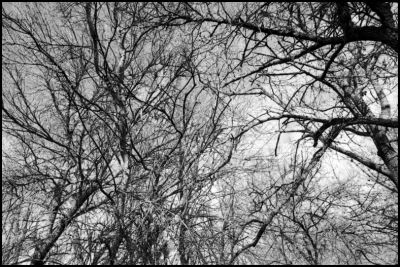 Des branches
Canon A1 24mm
HP5+ périmée
Cafenol CH
