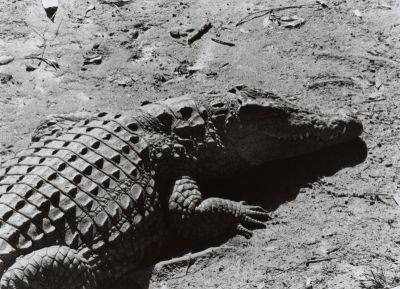 Croco Mada
