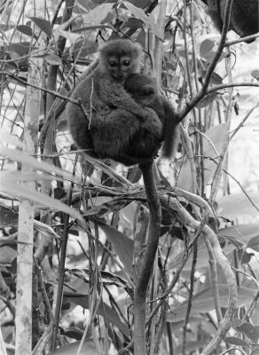 Lemur de mada
