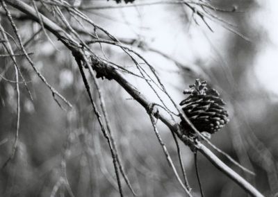 Pomme de pin
