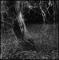 Nom du fichier=Arbre_Sous_bois.jpeg
Taille du fichier=410Ko
Dimensions : 788x796
Ajouté le : 18 Janvier 2015 Arbre_Sous_bois.jpeg