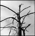 Nom du fichier=Arbre_mort_1.jpeg
Taille du fichier=332Ko
Dimensions : 788x800
Ajouté le : 14 Mars 2015 Arbre_mort_1.jpeg