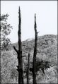 Arbres_bulés.jpeg